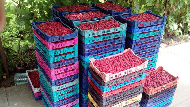 Пустили род малине да пропада